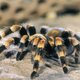 Agressieve spinnen vallen dorp aan: twee doden