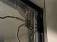 Un couple d'Australiens découvre une araignée géante sur leur fenêtre
