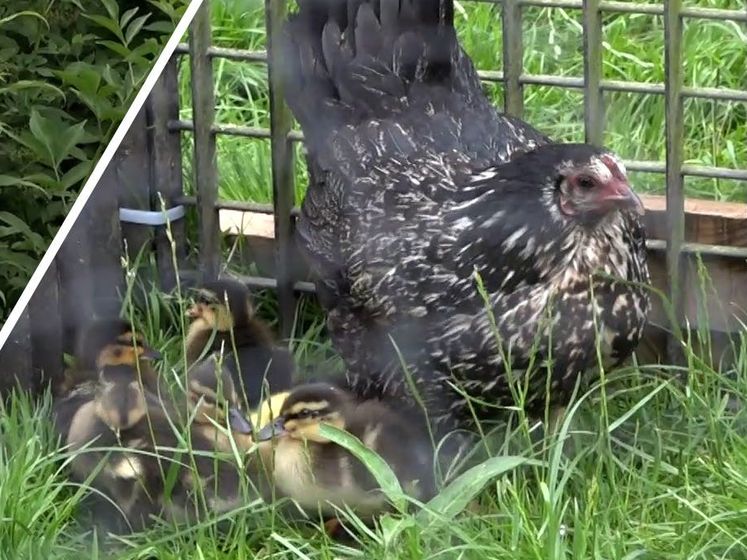 Kip adopteert zeven eendjes: 'Een kip kan je altijd verrassen'