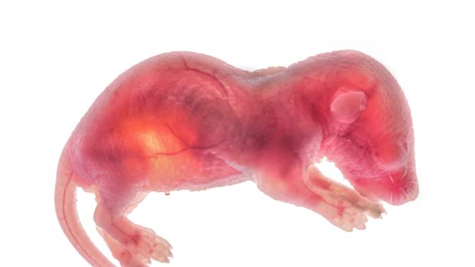 Rotterdamse wetenschappers maken zelf muizenembryo’s: ‘Ook stap naar mensen maken’