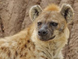 Corona-uitbraak in Amerikaanse zoo: voor het eerst Covid vastgesteld bij hyena's