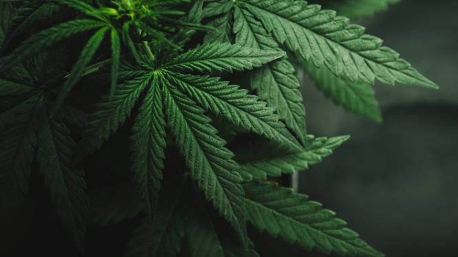 Politie neemt 333 cannabisplanten in beslag