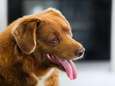 Oudste hond ter wereld blaast 31 kaarsjes uit: “Bobi is een levende herinnering aan het verleden”