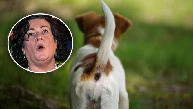 Geleerd op de avond van Caroline: een hond die over rechts kwispelt, is BBBlij 