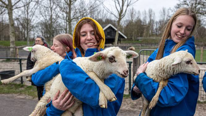 Schapen van Miranda's kinderboerderij aangevallen, maar dan komt Anita: ‘Zo'n lief aanbod’
