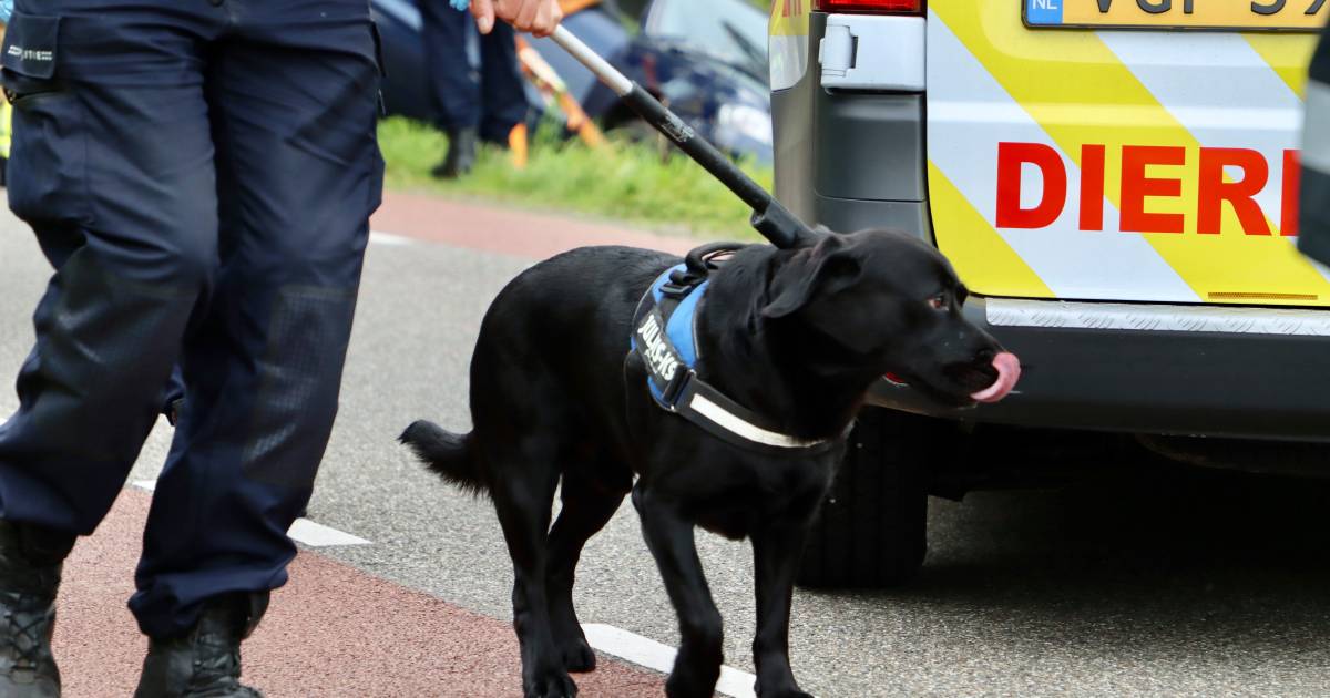 Ernstig ongeluk in De Lutte, hond wijkt niet van zijde baasje.