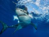Les bébés et les jeunes grands requins blancs préfèrent les eaux peu profondes