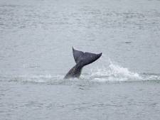 Franse reddingsoperatie met drone voor verdwaalde orka in Seine: ‘We zijn erg bezorgd’