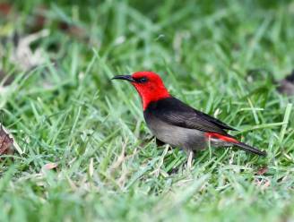 Belg ontdekt nieuwe vogelsoort in Indonesië