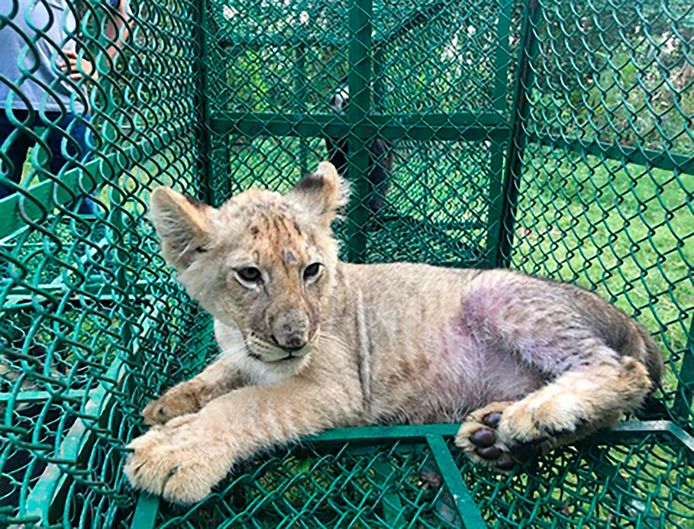 Eén van de beelden vrijgegeven door Interpol: dit leeuwenwelpje werd ontdekt door de douane in India. Het was vanuit Bangladesh onderweg naar het Verenigd Koninkrijk.