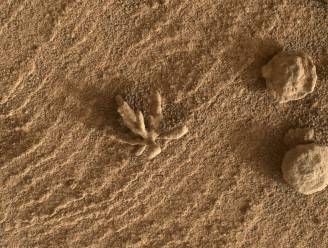 Marsrover Curiosity deelt nieuwe foto van ‘Martiaans bloemetje’