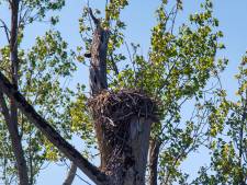 Hebben de andere arenden in de Biesbosch het net zo goed als het webcamkoppeltje? ‘Ze voelen zich hier thuis’