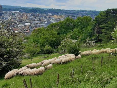 Le projet liégeois d’éco-pâturage étendu sur trois nouvelles zones