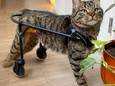 De verlamde kat Dyson kan dankzij een loopkarretje weer lopen.