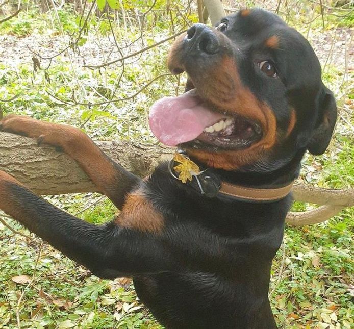 De rottweiler toen hij werd gevonden.