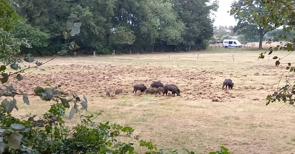 Zwijnen duiken op klaarlichte dag op in Wapenveld: ze zoeken naar 'medicijn' - De Stentor