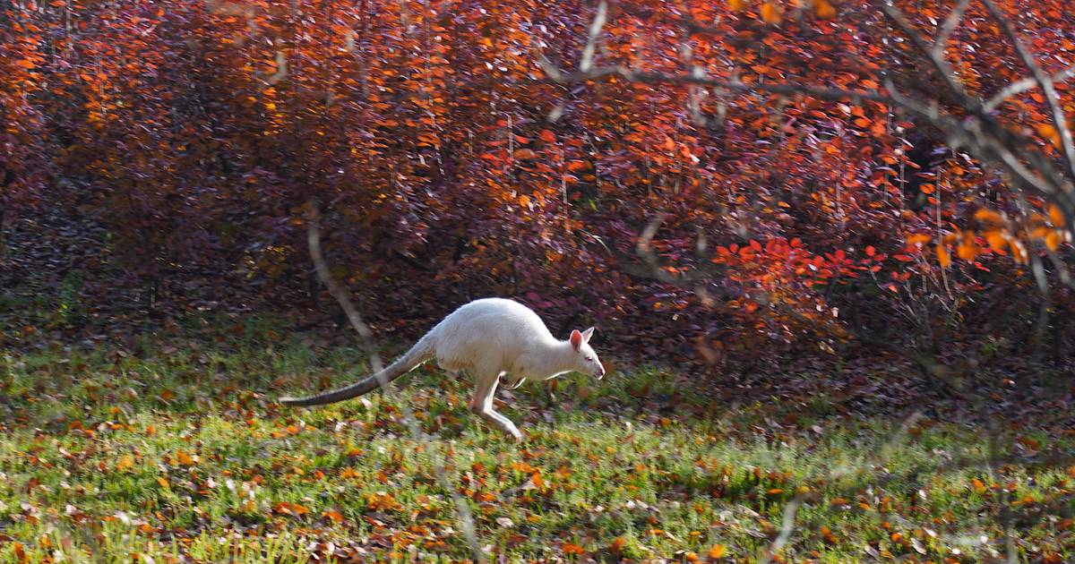 Zes wallaby's door brandweer gevangen in ‘s-Gravenmoer: ‘Blij dat ik ze terug heb’
