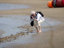 Strandschelpen meest aangetroffen bij teldag aan de kust