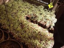 Hennepplantage gevonden in Ottoland