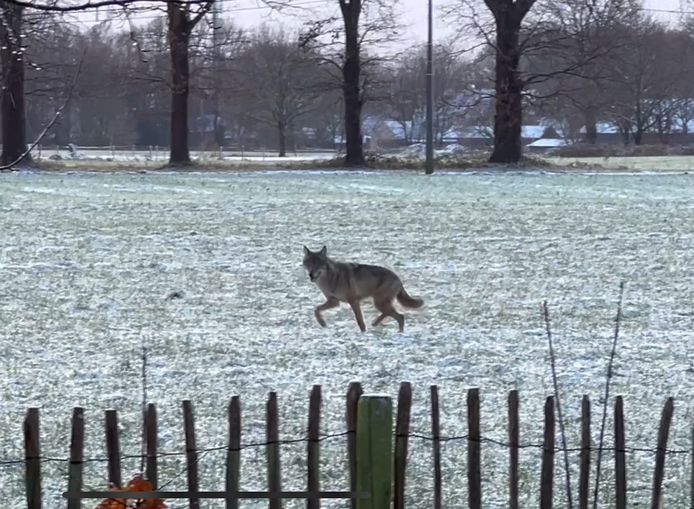 Een wolf liep maandagmorgen door een wei in Wuustwezel
