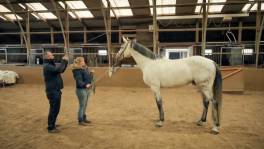 25 paarden gaan onder de hamer