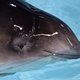 Aangespoelde bruinvis Texel overleden
