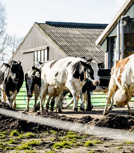 Honderden boeren in Oost-Nederland vrezen heksen­jacht na bekend worden van adressen