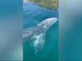 Une baleine grise repérée dans la baie de Naples, une observation (très) rare en Méditerranée