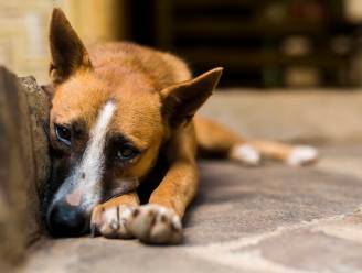 50 verwaarloosde honden in beslag genomen in woning in Gavere: “Situatie is bewoners boven het hoofd gegroeid”