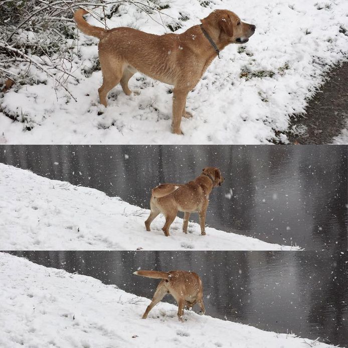 Lex in de winter