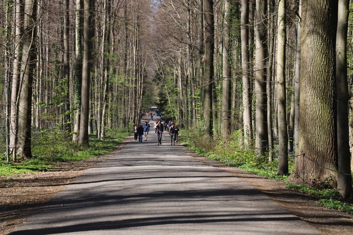 Het Maasdalbos is het kleine broertje van het Hallerbos.