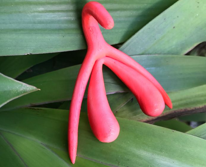 3D voorbeeld van een clitoris.