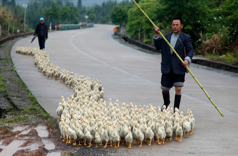 Een fokker loopt met zijn eenden langs een weg in Changzhou. Beeld REUTERS