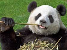 "Pairi Daiza? Un jour, il y aura un lion dans le jardin"