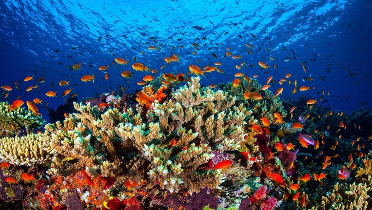 Een ongedateerde handout van het koraalrif in Australië. Beeld Epa