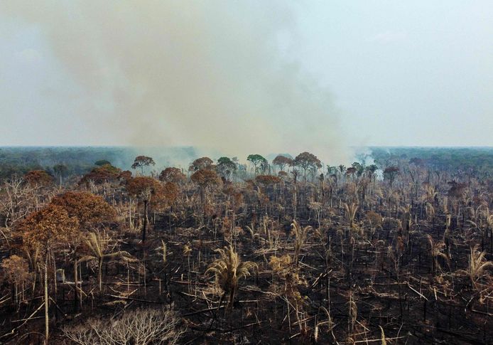 Vorig jaar is er, afgaande op satellietbeelden, 5.152 vierkante kilometer bos in de Amazone verwoest.