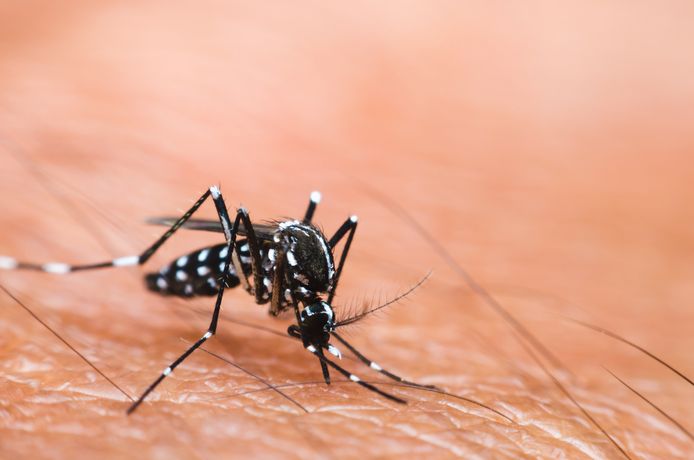 De Aziatische Tijgermug, die onder andere dengue (knokkelkoorts) verspreidt.