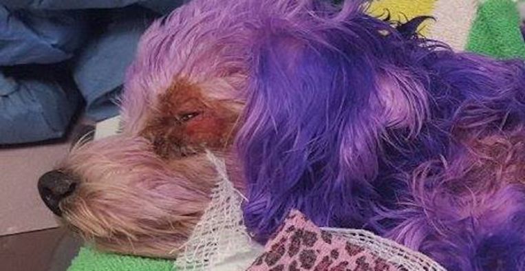 hooi ondernemer Dezelfde Vreselijke foto's: hond zwaargewond na vreemde actie met paarse haarverf