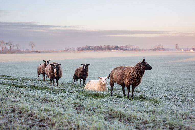 Schapen in het Noord-Hollandse land. Beeld Loek Buter