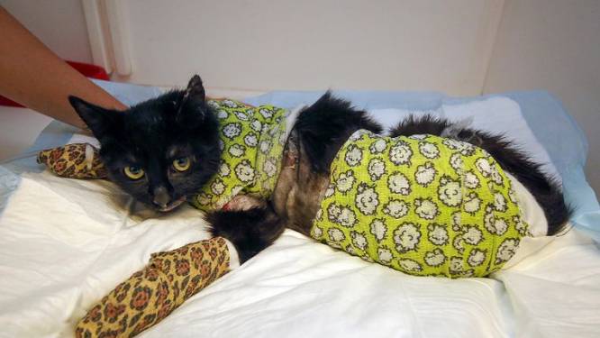 Katten beschoten, zwanen vermoord: dierenambulance moet steeds vaker uitrukken voor mishandeling