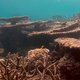 Is het Great Barrier Reef op sterven na dood?
