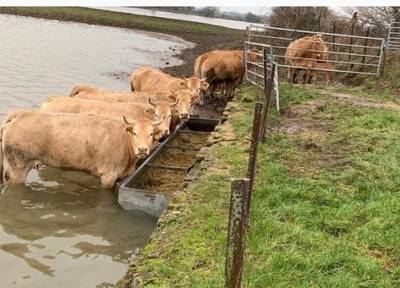 Politie roept op: ‘Let extra op uw vee vanwege hoogwater’