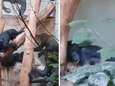 Hartverscheurende videobeelden tonen hoe Bili de bonobo in Duitse zoo wordt gepest door soortgenoten <br><br>
