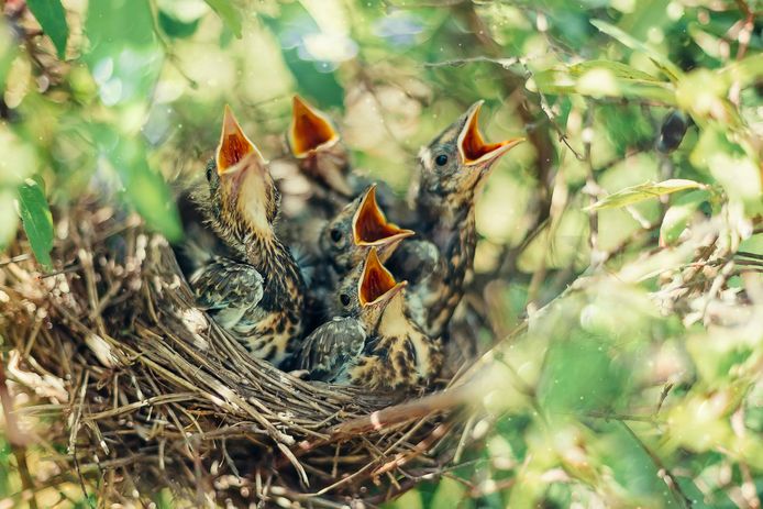 If the young's plumage is full and there are no injuries, nothing necessarily needs to be done.