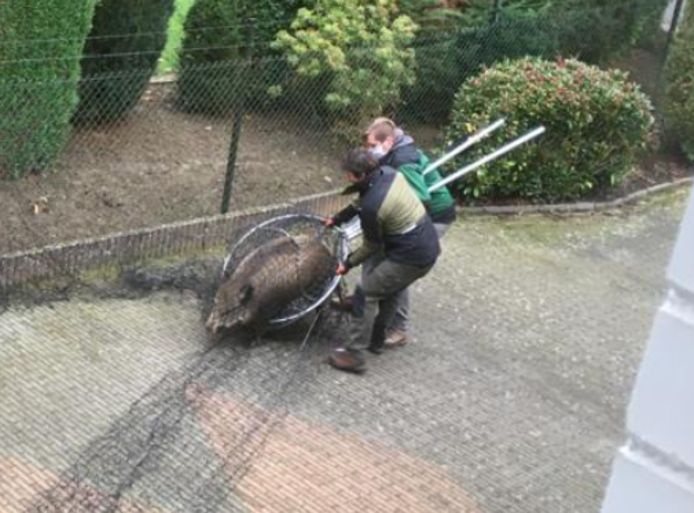 Het everzwijn dook op in de tuin en werd door medewerkers van het Natuurhulpcentrum gevangen.
