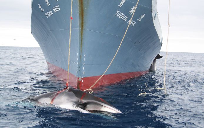 Een Japanse boot haalt een met harpoenen gedode walvis aan boord. Archieffoto.