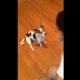 Video: deze schattige hond heeft leren miauwen