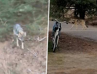 Natuurclubs willen einde aan ‘zeer gevaarlijke situatie’ met wolf op Hoge Veluwe en eisen halsband m