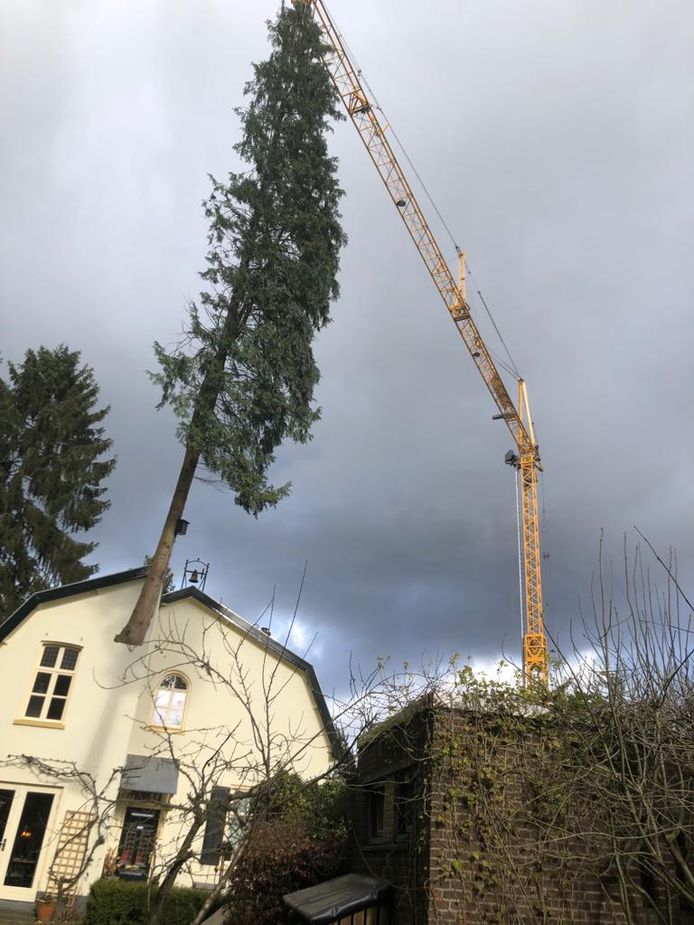 Boom weggetakeld uit de tuin van Jan van Hooijdonk in Oosterbeek.