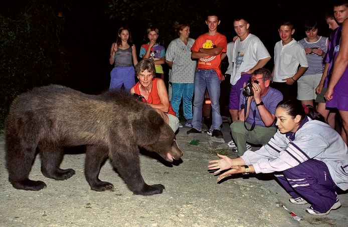 Foto uit 2002: een beer benadert een groep toeristen in een buitenwijk van de Roemeense stad Brasov.